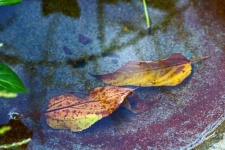 Twee herfstbladeren onder water
