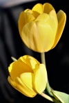 Due tulipani gialli sul nero