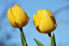 Due tulipani gialli