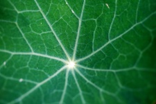 Veining On A Green Nasturtium Leaf