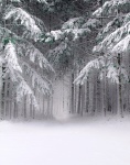 Lesní zimní sněhová krajina