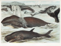 Balene delfini arta vintage