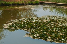 Water Plants On A Pond With Walkway