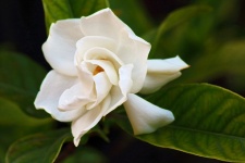 White gardenia flower