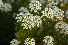 Fehér édes allysum virágok fejek