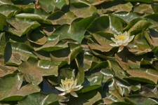White water lilies and large leaves