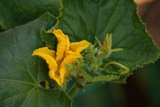 Yellow pumpkin flower and bud