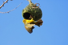 Yellow southern masked weaver bird