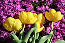 Żółte tulipany i różowy floks