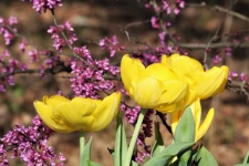 Żółte tulipany i kwiaty Redbud