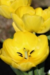 Portret Close-up żółte tulipany