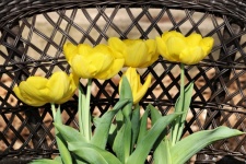 Żółte tulipany w wiklinowym krześle
