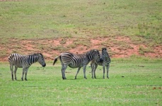 Zebra on a flat field with grass