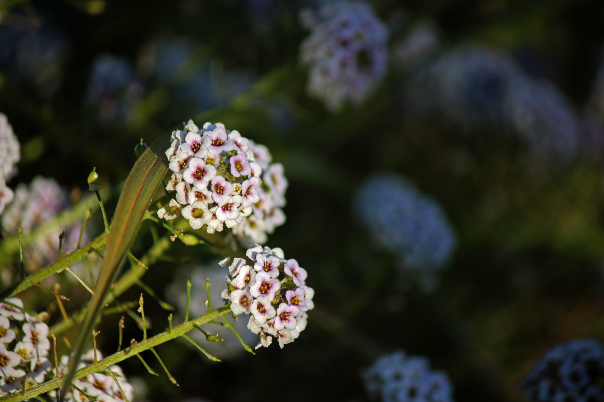ライラック色のアリサムの花 無料画像 Public Domain Pictures