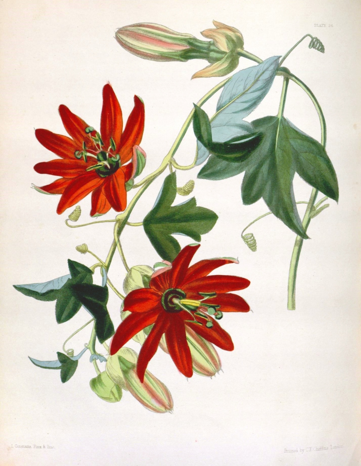 Clematis Flower Vintage Art Free Stock Photo - Public Domain Pictures