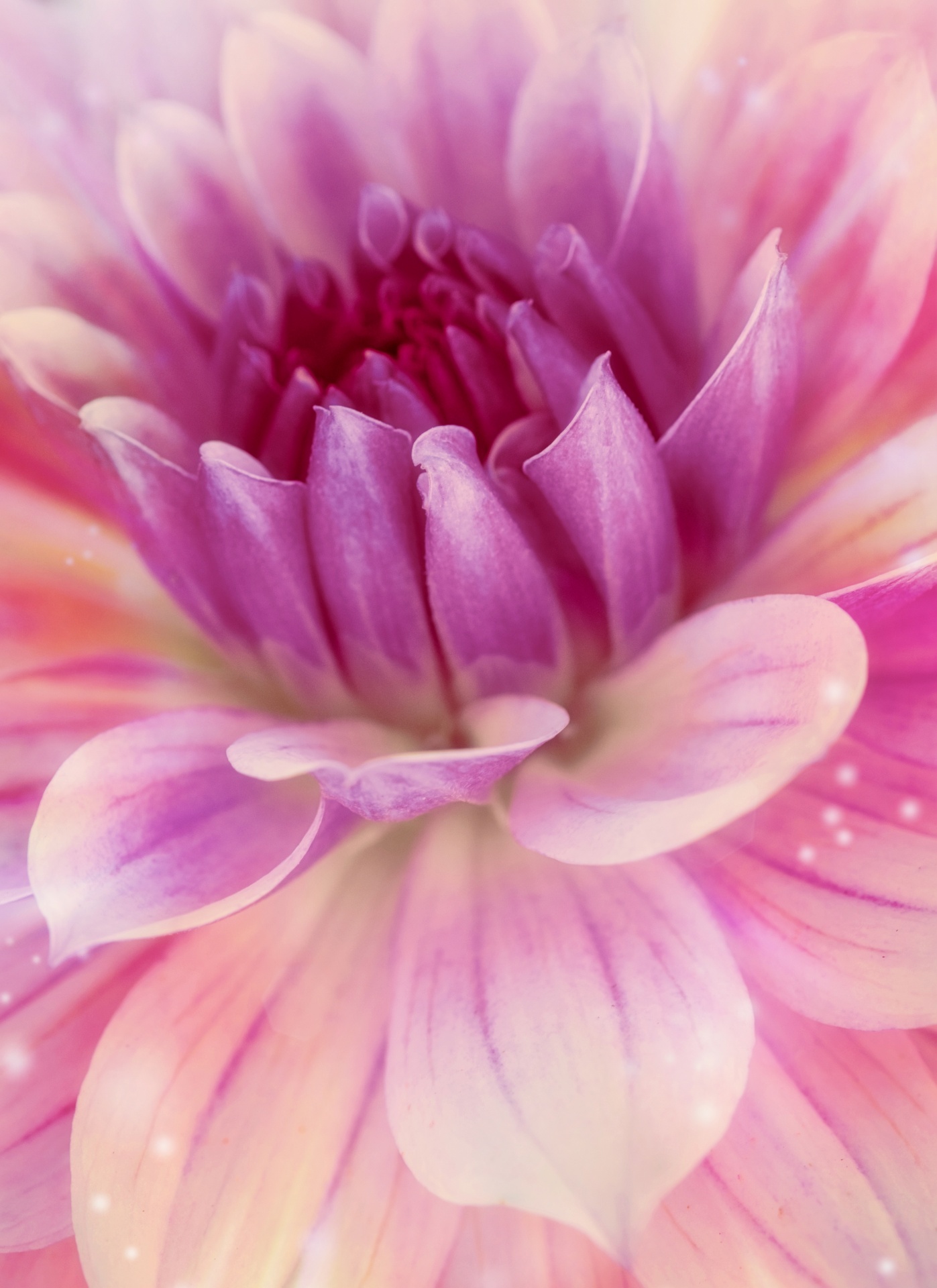 Dahlia Flower Blossom Pink Free Stock Photo - Public Domain Pictures