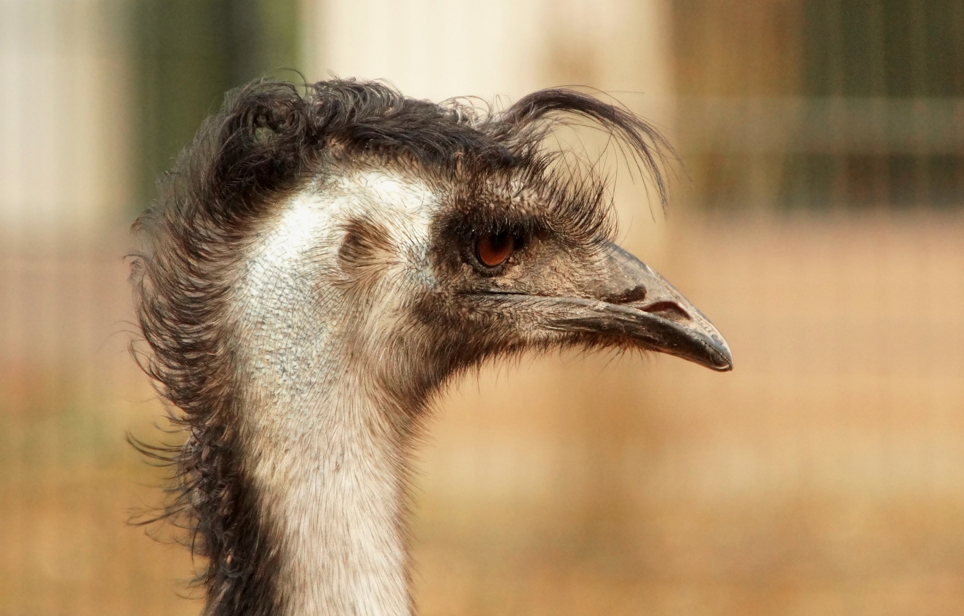 エミュー鳥の髪型面白い 無料画像 Public Domain Pictures