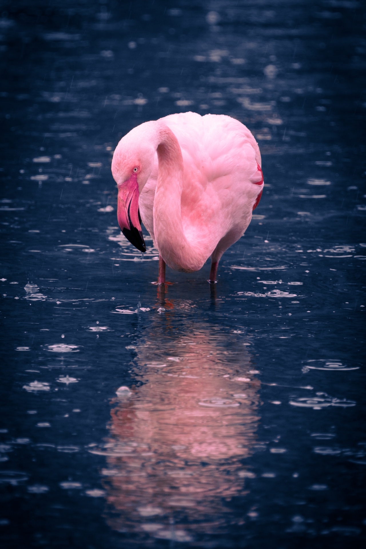 Flamingo Standing In Water Free Stock Photo Public Domain Pictures