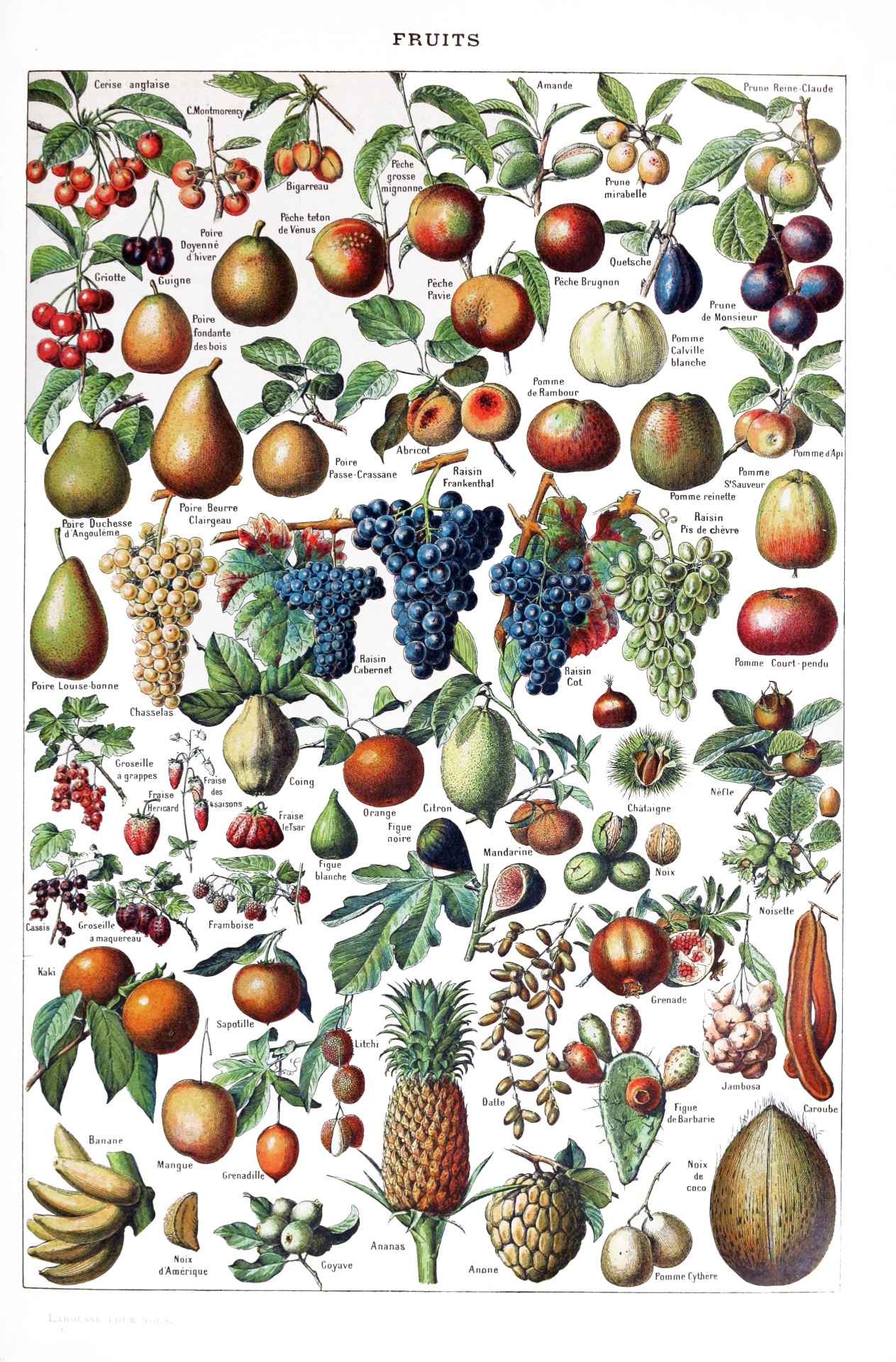 Poster vintage de frutas