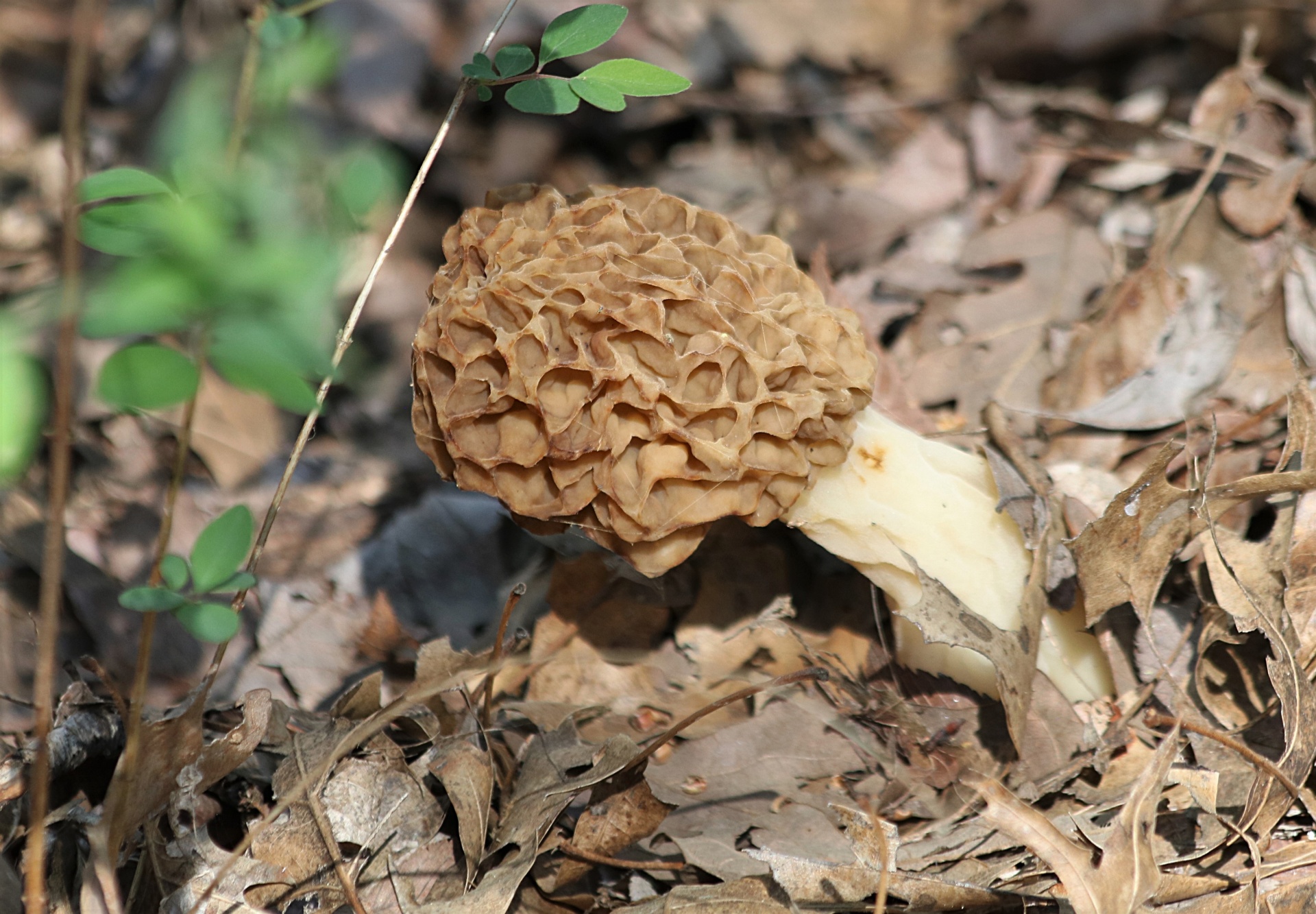 Morel Mushroom In Leaves Close-up