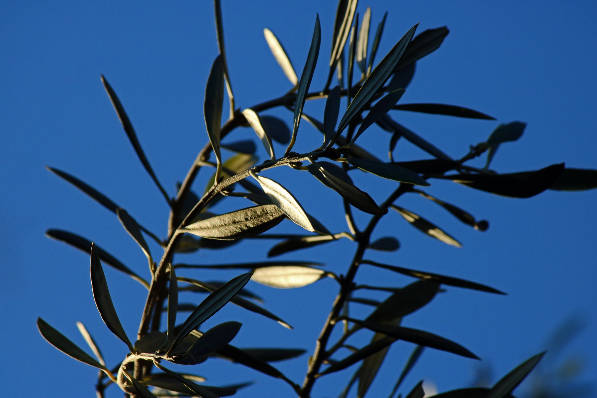 意大利西西里岛康科迪亚神庙前的一棵橄榄树 (© Alfio Finocchiaro/Shutterstock) | 必应每日高清壁纸 - 精彩 ...