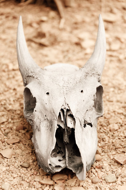 Animal Skull Free Stock Photo - Public Domain Pictures