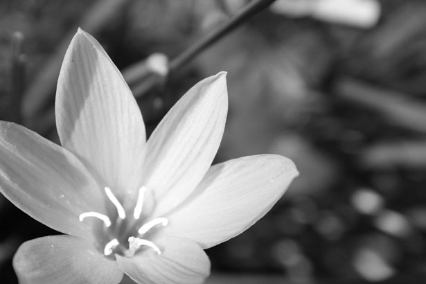 Black And White Flower Background Free Stock Photo - Public Domain Pictures