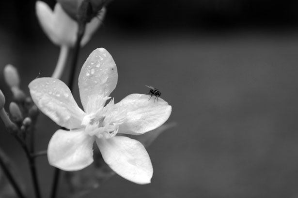 Black And White Flower Background 2 Free Stock Photo - Public Domain  Pictures