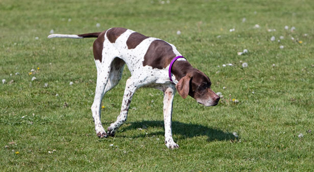 English Pointer Dog Free Stock Photo - Public Domain Pictures