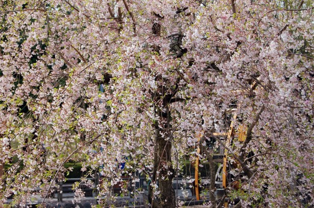 Japoneze Flori De Cires Poza Gratuite Public Domain Pictures
