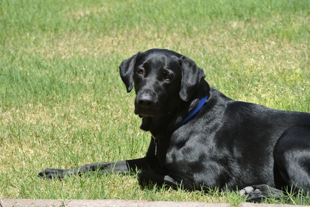 10 Important Facts about Labrador Retriever dog breed