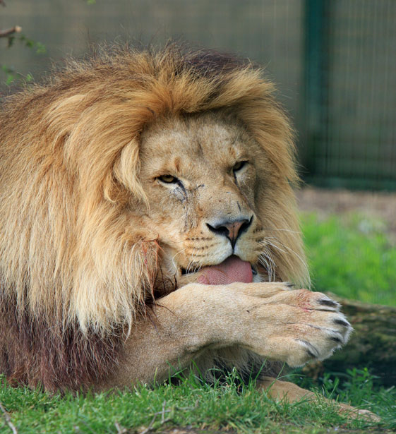 lion-licking-paw.jpg