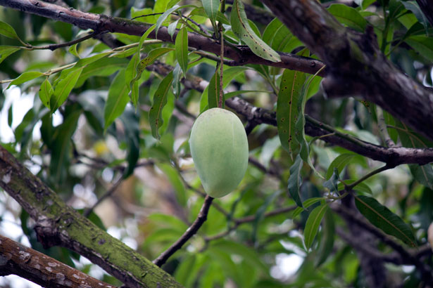 木の上のマンゴー 無料画像 Public Domain Pictures