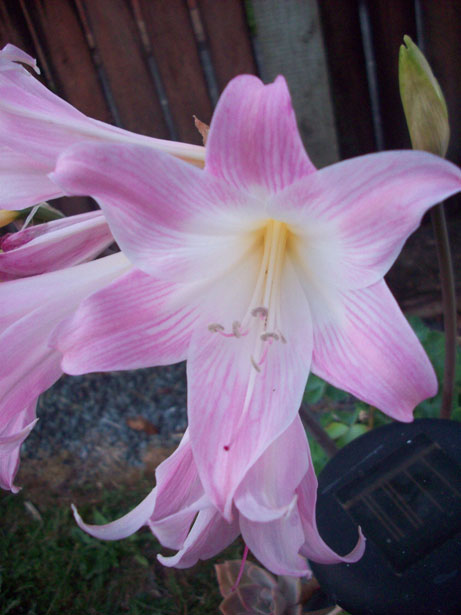Naked Lady Lily (Amaryllis Belladonna) - Unique Spring 