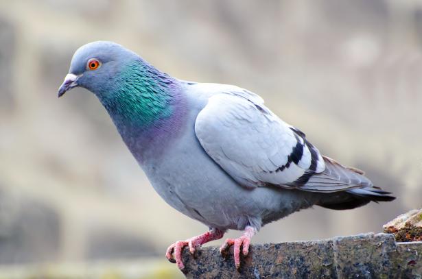 Pigeon Photo stock libre - Public Domain Pictures