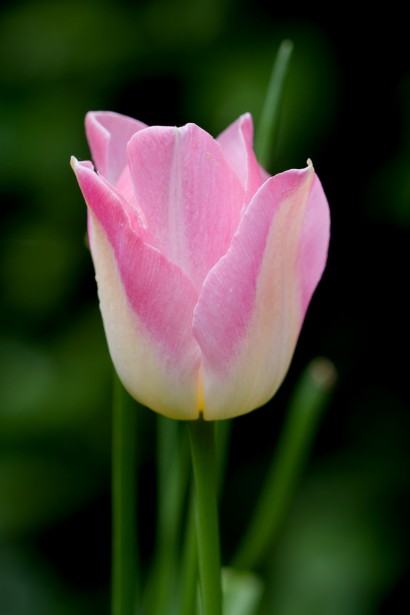 Pink Tulip Flower Foto stock gratuita - Public Domain Pictures