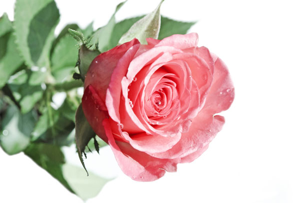 Rose On The White Background Free Stock Photo - Public Domain Pictures