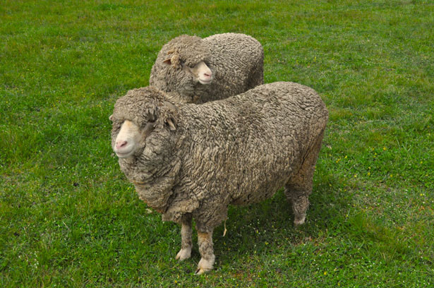 パドックでの羊 無料画像 Public Domain Pictures