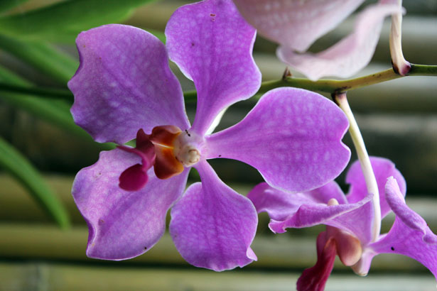Orquídeas violetas Stock de Foto gratis - Public Domain Pictures