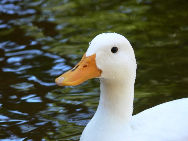 [Imagen: white-duck-in-pond.jpg#.WvSFWwPQO4g.link]