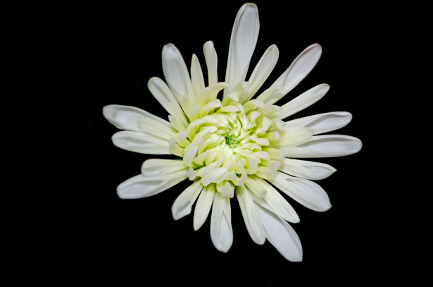 Fleur blanche sur fond noir Photo stock libre - Public Domain Pictures