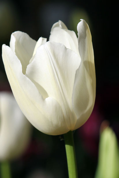 Fleur tulipe blanche Photo stock libre - Public Domain Pictures