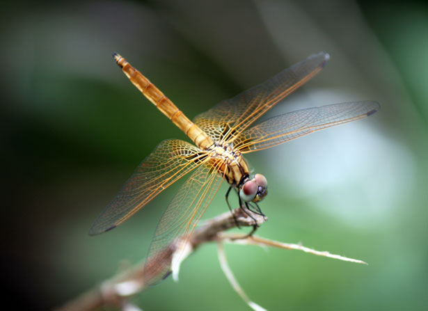 Yellow Dragonfly Staying At Stick Free Stock Photo - Public Domain Pictures