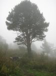 Дерево в тумане.