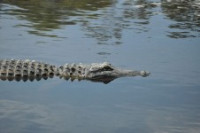 American Alligator in Swamp