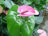 Anthurium kwiat