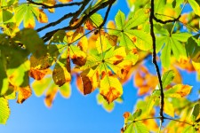Autumn buckeye tree