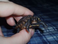Box Turtle bebê