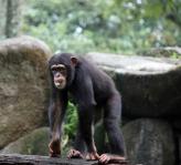 Dítě šimpanz walking