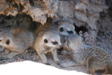 Bambini Meerkats